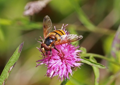 Volucella inanis, male, hoverfly -  Alan Prowse